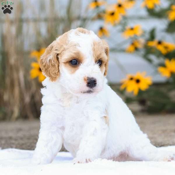Cindy F1B, Cavapoo Puppy